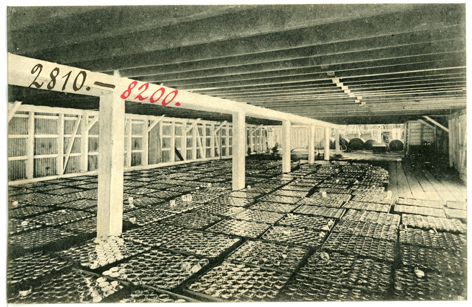 Canned salmon, ready for the market, 1906