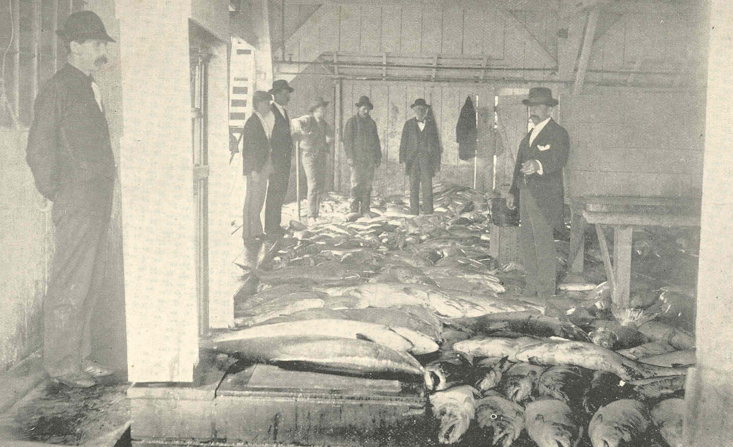 The receiving room of a cannery, 1898