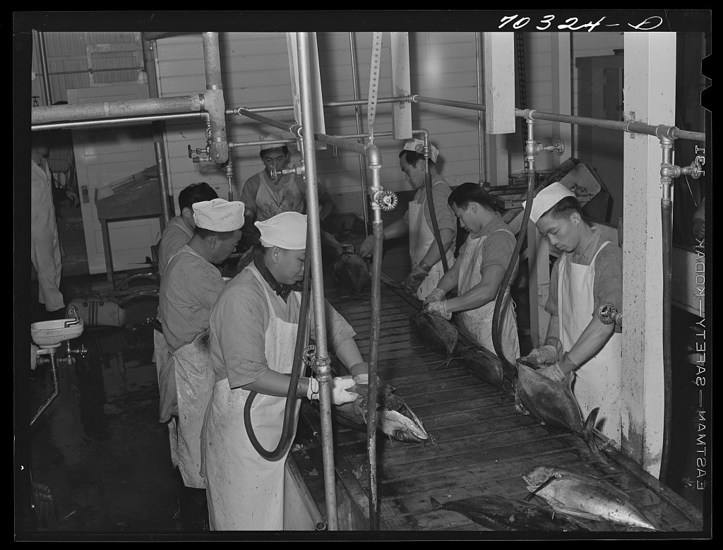 Gutting tuna, 1941