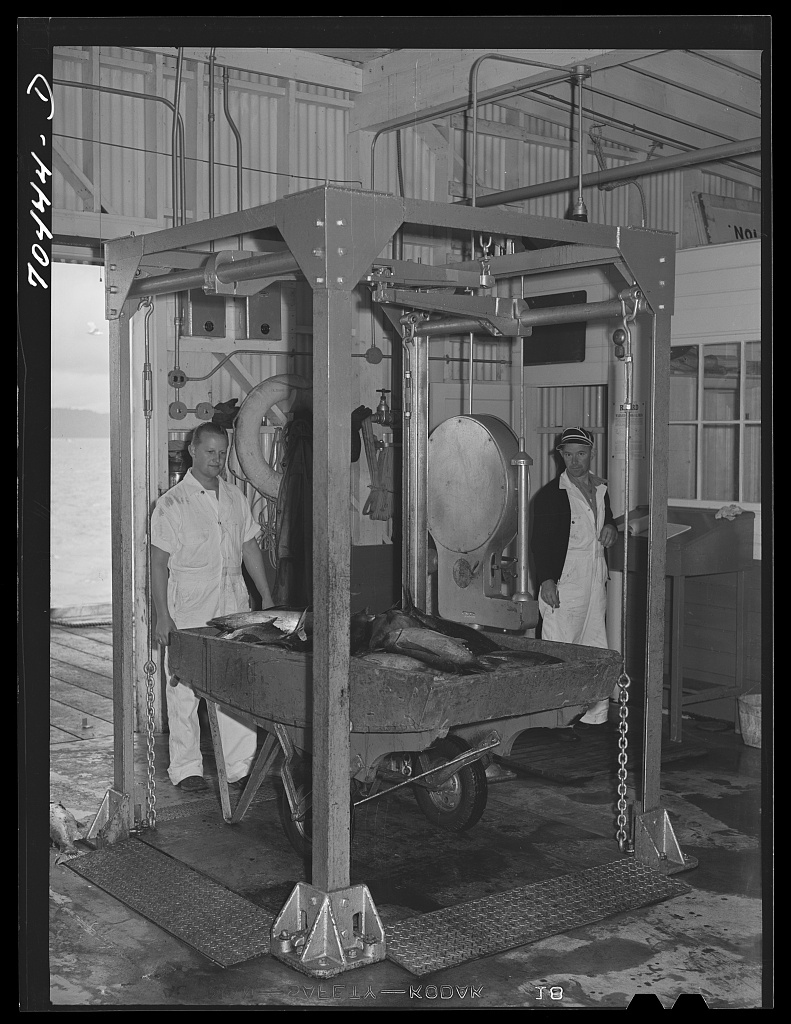 Tuna weighed in, 1941